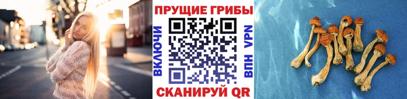 что такое   Темрюк  Псилоцибиновые грибы Magic Shrooms 